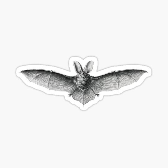 Vintage Bat line drawing