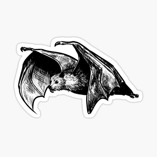 Discover Dark Flying Fox