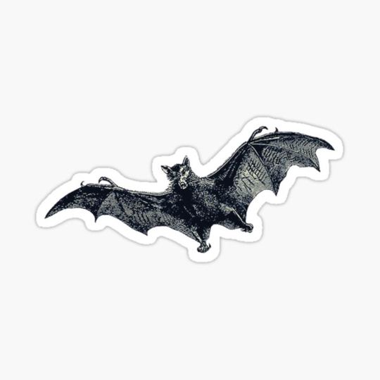 Discover Bat