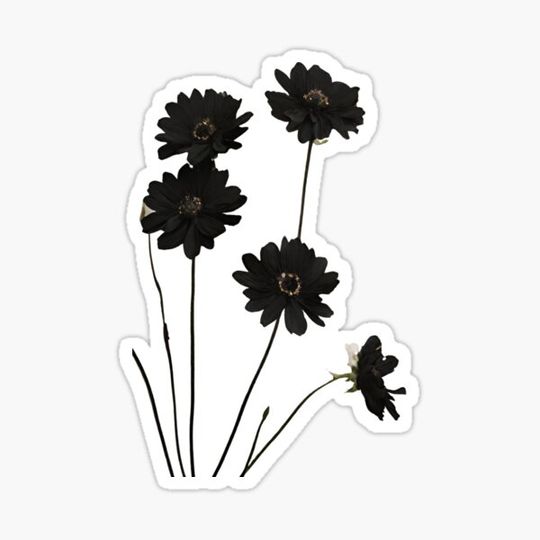 Discover black flowers