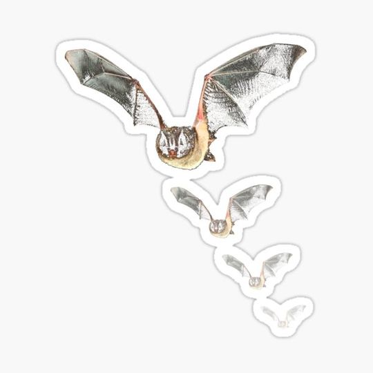 Discover Bat, Girl T-Shirt