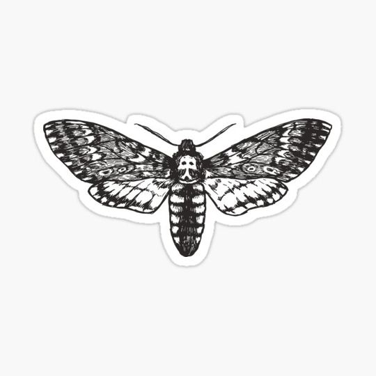 Discover Moth death head