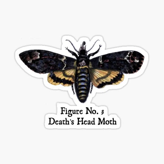Discover Death's Head Moth