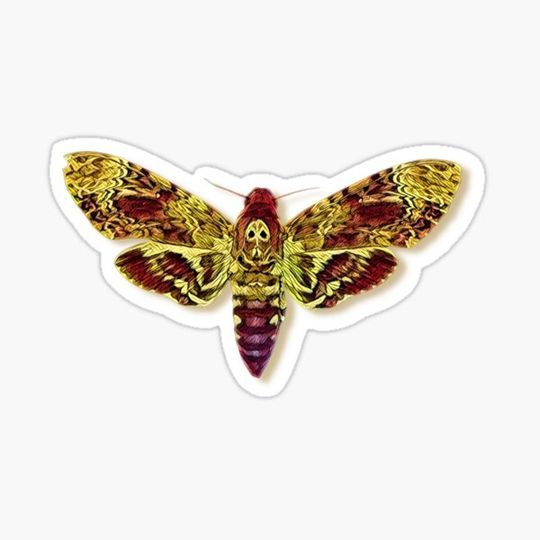 Discover An Artistic Illustrated/Painted Death's-head Hawkmoth