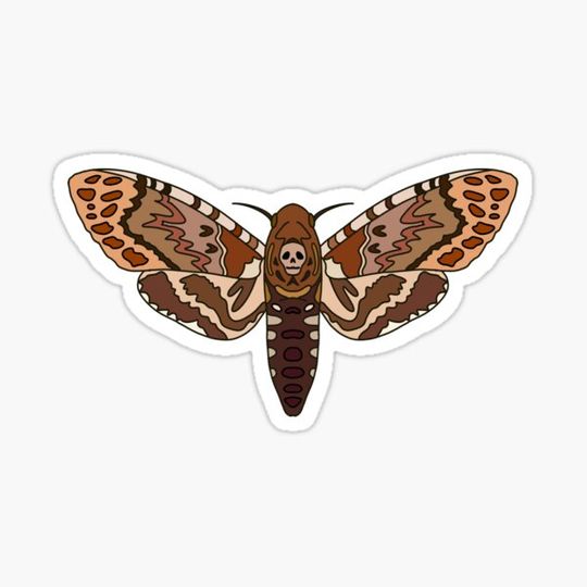 Discover Death’s Head Moth