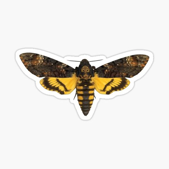 Discover Death's Head Moth