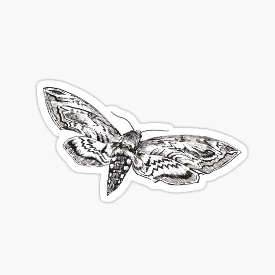 Discover Vatic Moth