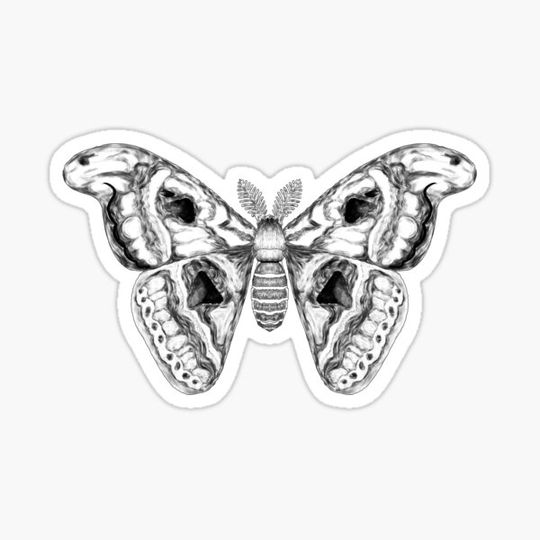 Discover atlas moth