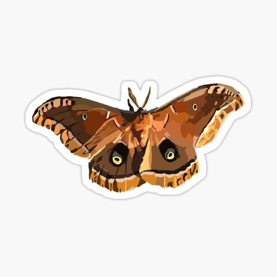 Discover Moth