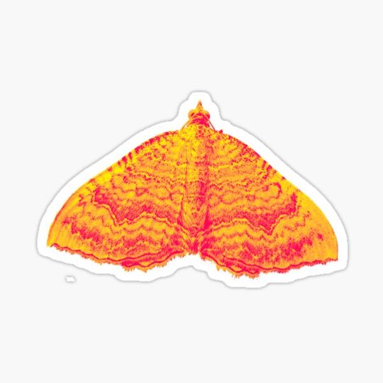 Discover Yellow Shell moth (Pink-Yellow filter)