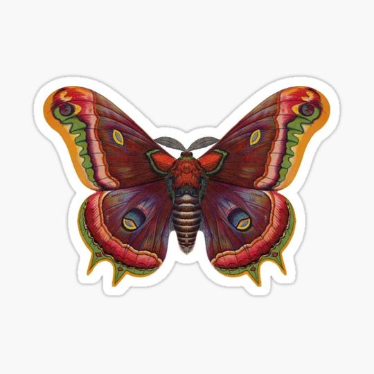 Discover Vintage Moth