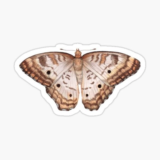 Discover White Peacock (Anartia jatrophae)