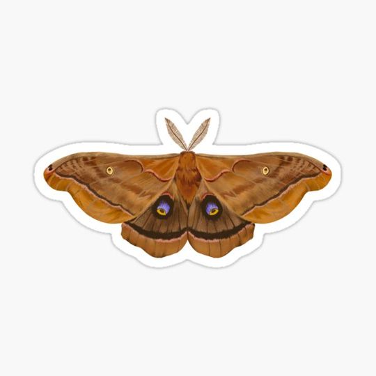 Discover Polyphemus Moth