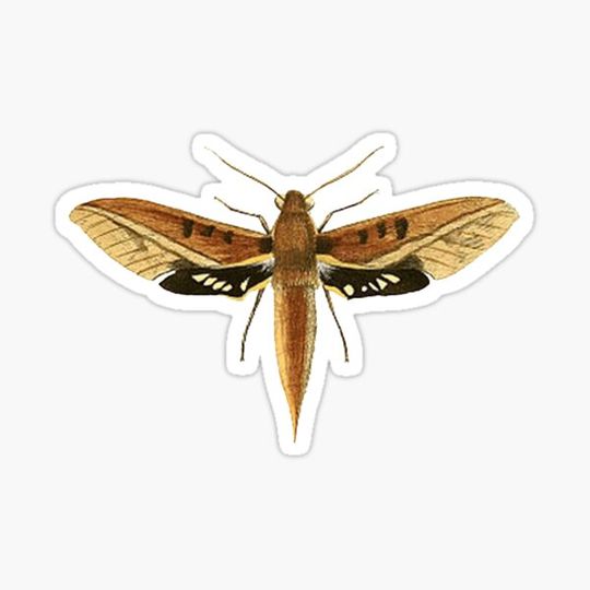 Discover Deilephila Chiron Moth