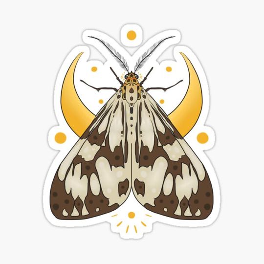 Discover Marbled White Moth