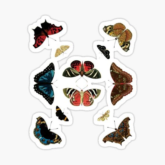 Discover Butterflies