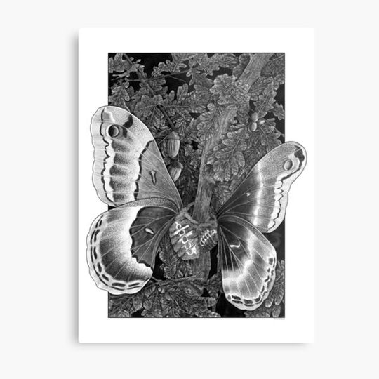 Discover Promethea Silkmoths Illustration