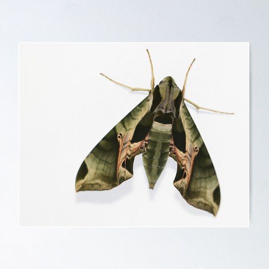 Discover Pandorus sphinx moth 2017