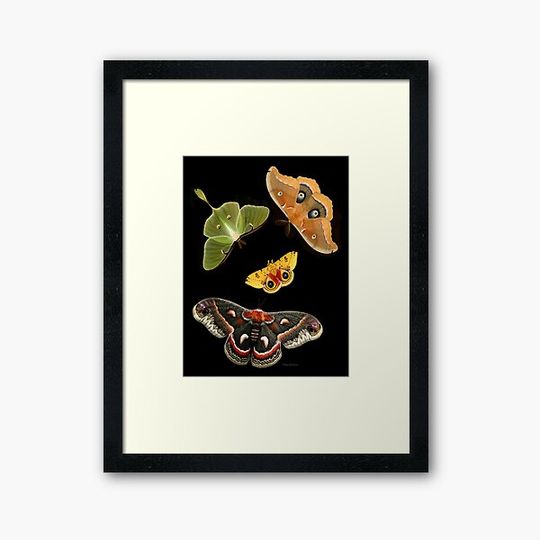 Discover Moth Flowers