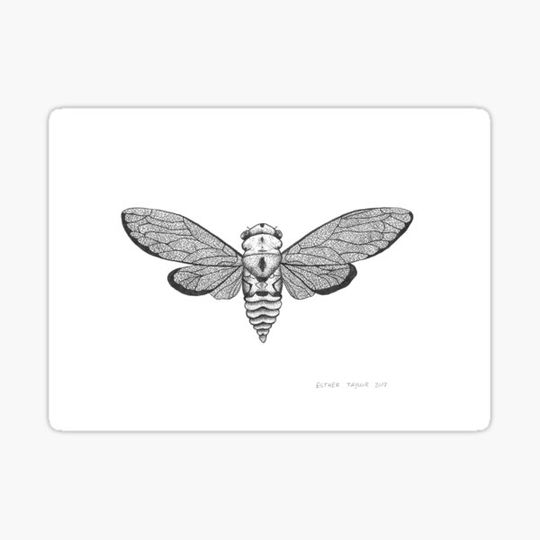 Discover Cicada