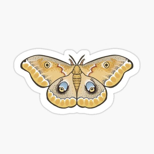 Discover Io moth
