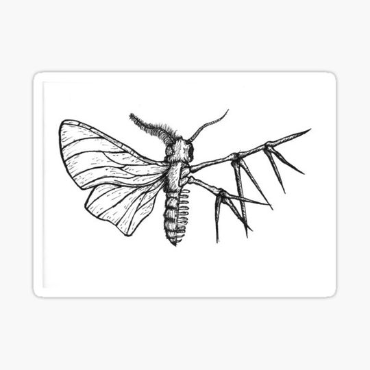 Discover the moth