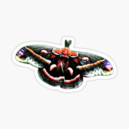 Discover Cecropia moth | Largest native moth | Large butterfly