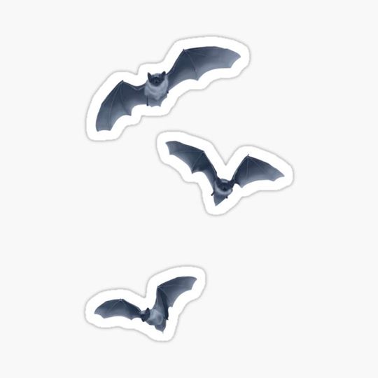 Discover northern bats