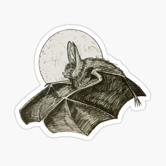 Discover Bat, moon light flight