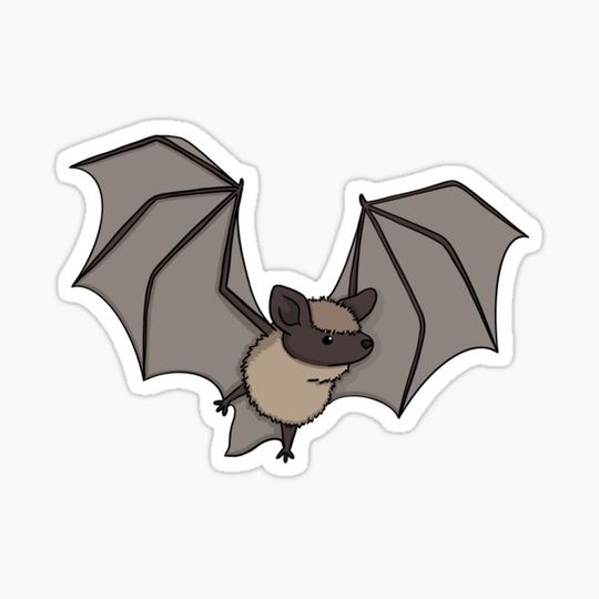 Discover Bat Cartoon Yuma Myotis