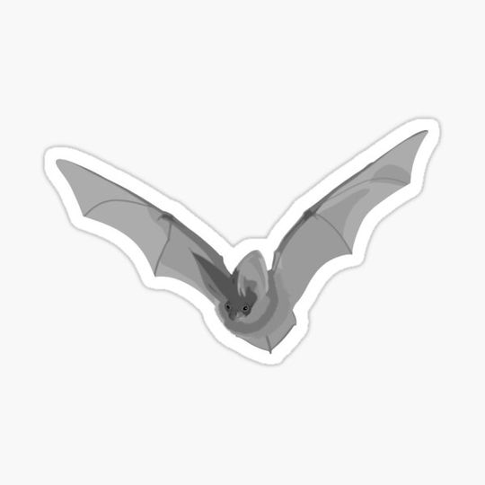 Discover Gray bat