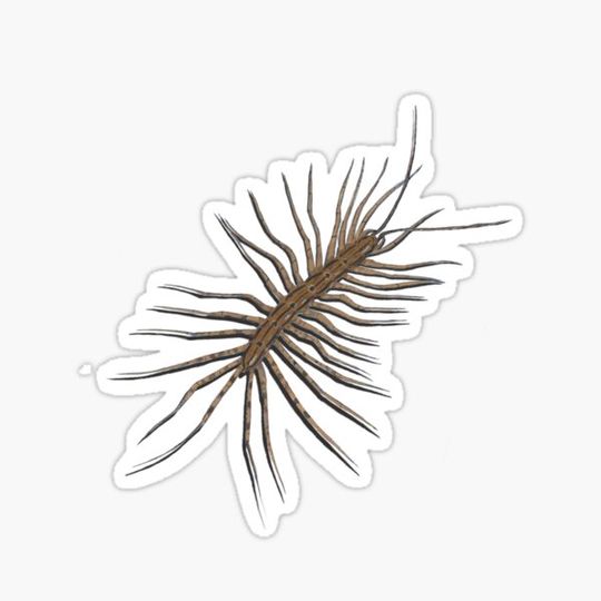 Discover House centipede