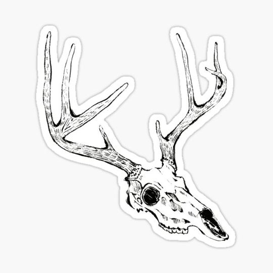 Discover deer skull