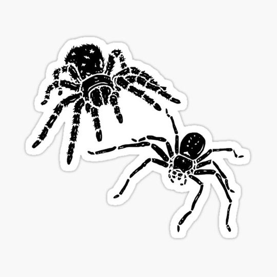 Discover Spiders