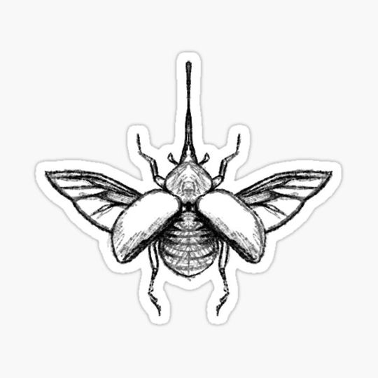 Discover beetle