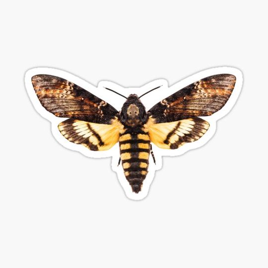 Discover Deaths Head Moth