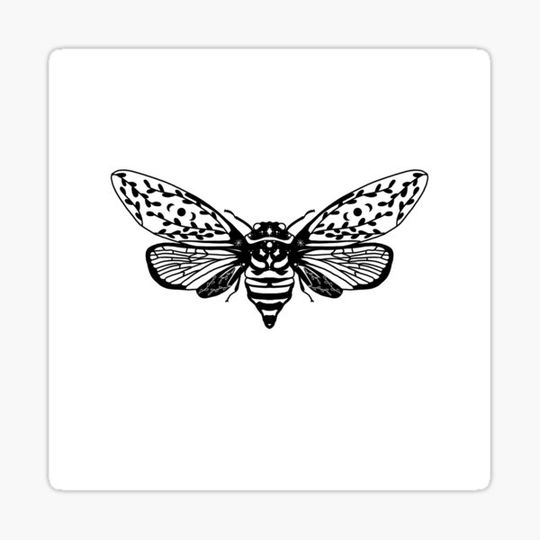 Discover Mystic Cicada