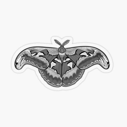 Discover Atlas Moth