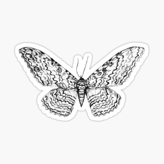 Discover White Witch Moth - Thysania agrippina