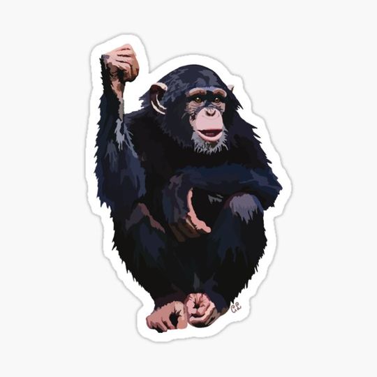 Discover Chimpanzee (Pan troglodytes schweinfurthii)