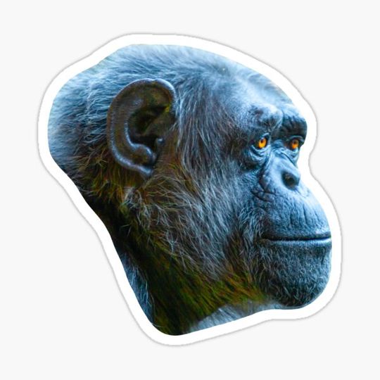 Discover Chimpanzee - deep in thought!