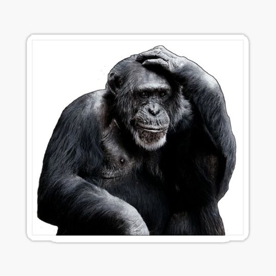 Discover Monkey