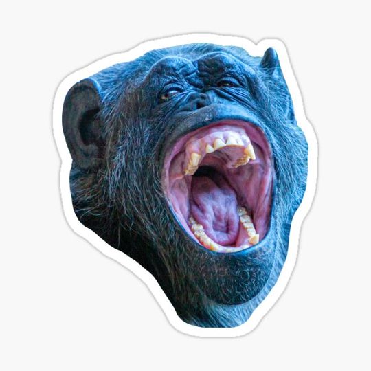 Discover Laughing Chimp