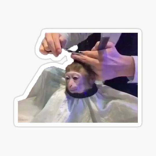 Discover Monkey Getting Haircut Meme