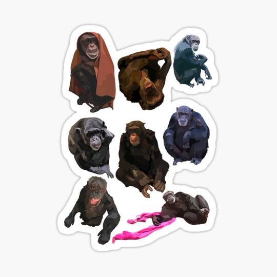 Discover Mixed chimp