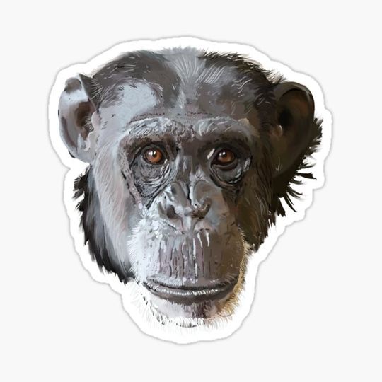 Discover Chimpanzee