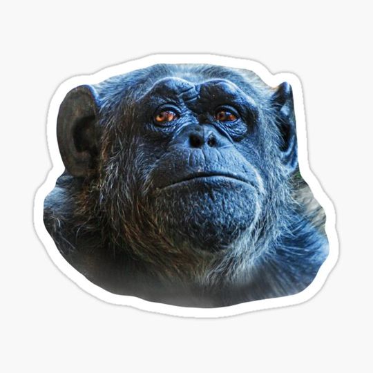 Discover Deep in thought Chimpanzee