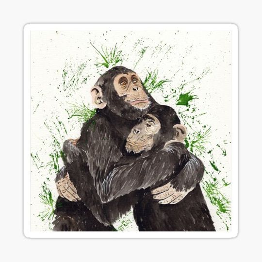 Discover Cute Cuddling Chimpanzees