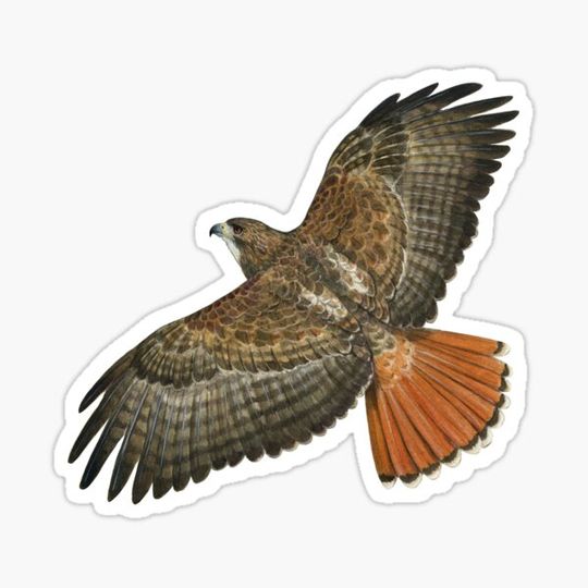Discover Red Tailed Hawk in Flight