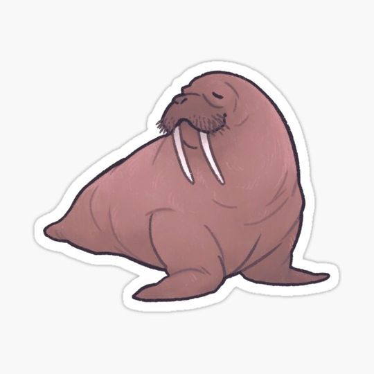 Discover Little Walrus